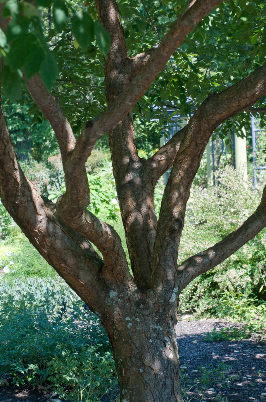 Маакия Амурская дерево