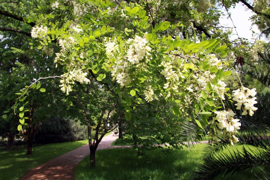 Maackia amurensis маакия Амурская с5