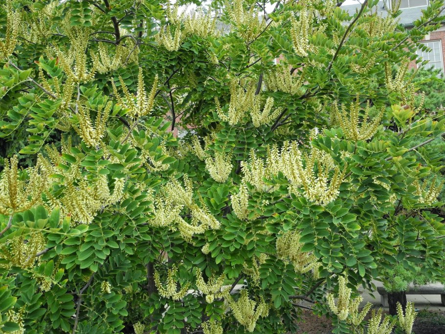 Maackia amurensis маакия Амурская