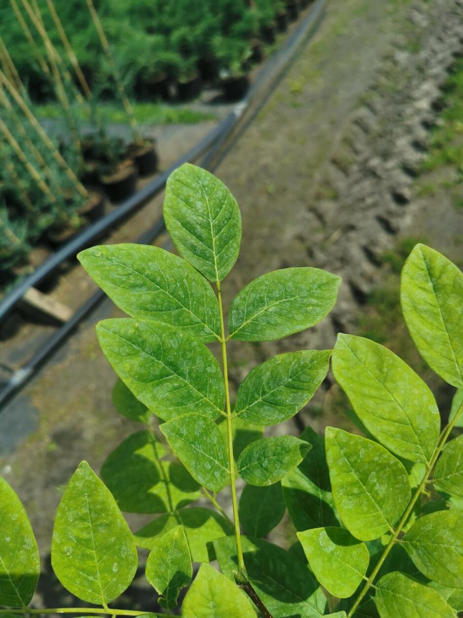 Сирень Амурская Syringa amurensis