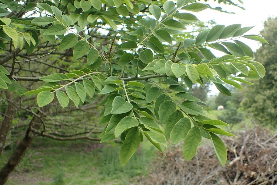 Маакия Амурская листья