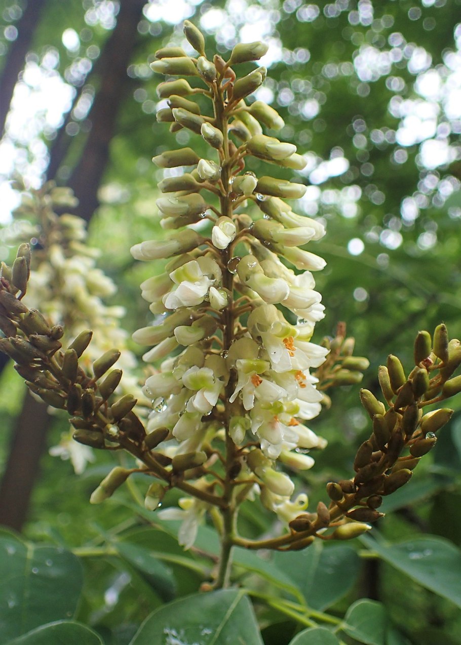 Бархат Амурский цветение