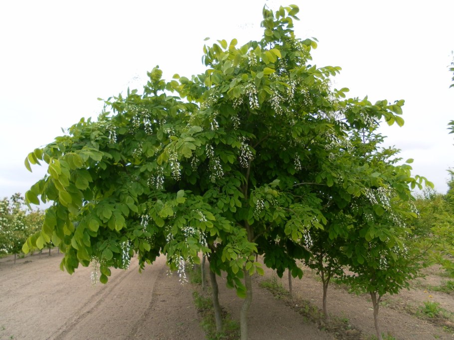 Бархат Амурский -Phellodendron amurense