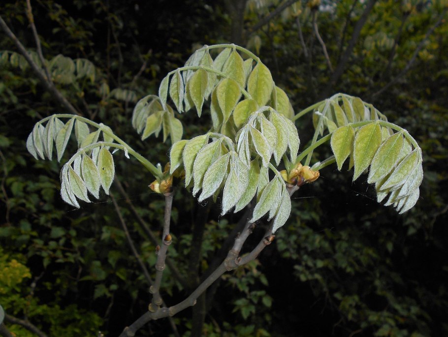 Бархат Амурский крупномер
