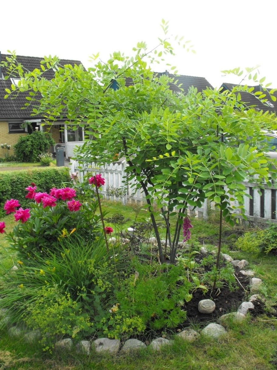 Гинкго билоба дерево осенью