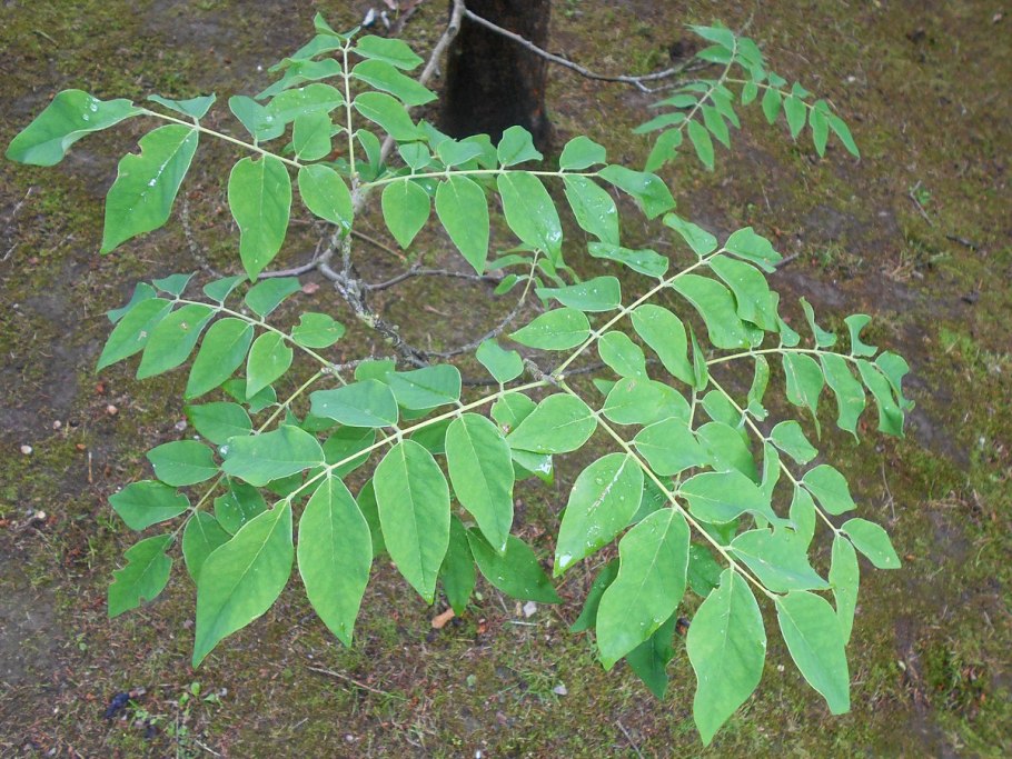 Сирень Амурская розовая