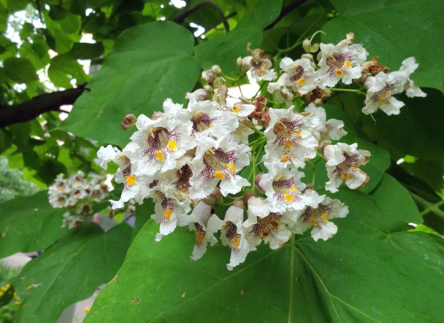 Катальпа прекрасная