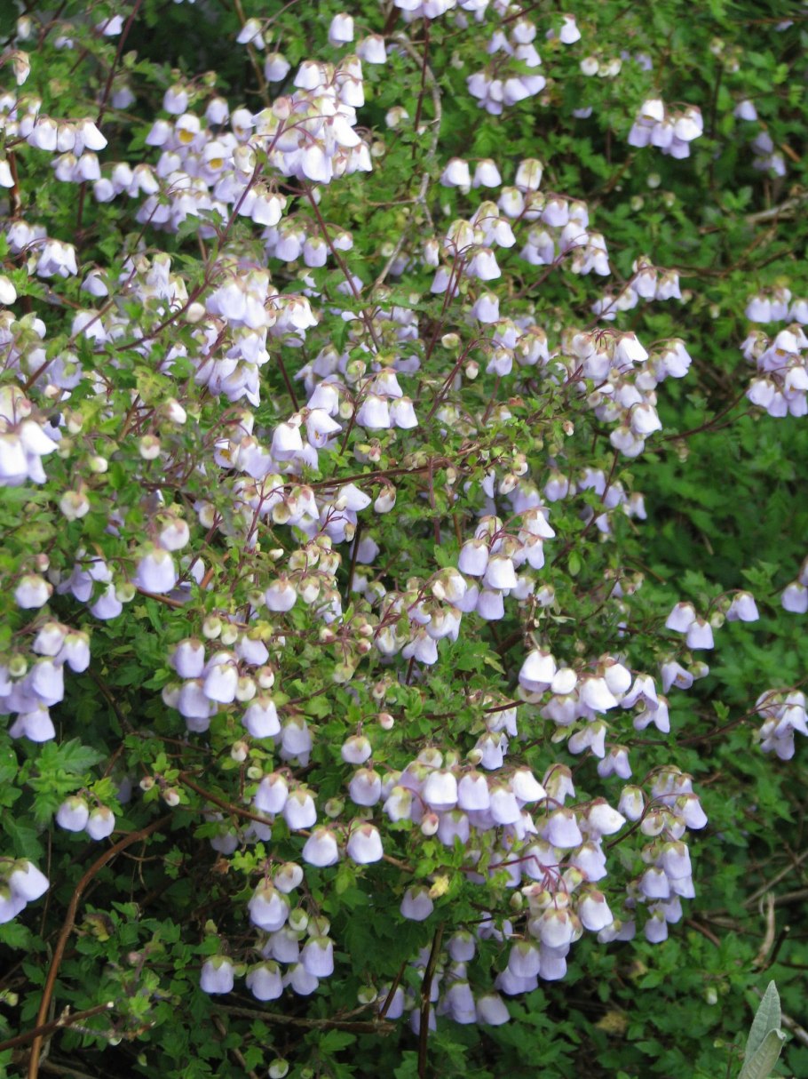 Ботаническая иллюстрация Дарьи Фомичевой