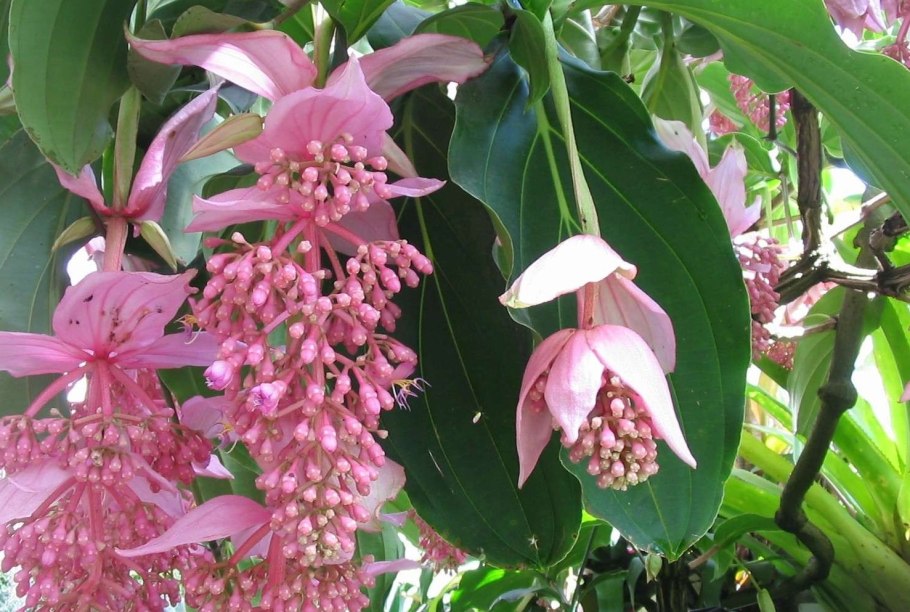 Тяньхуа цветок