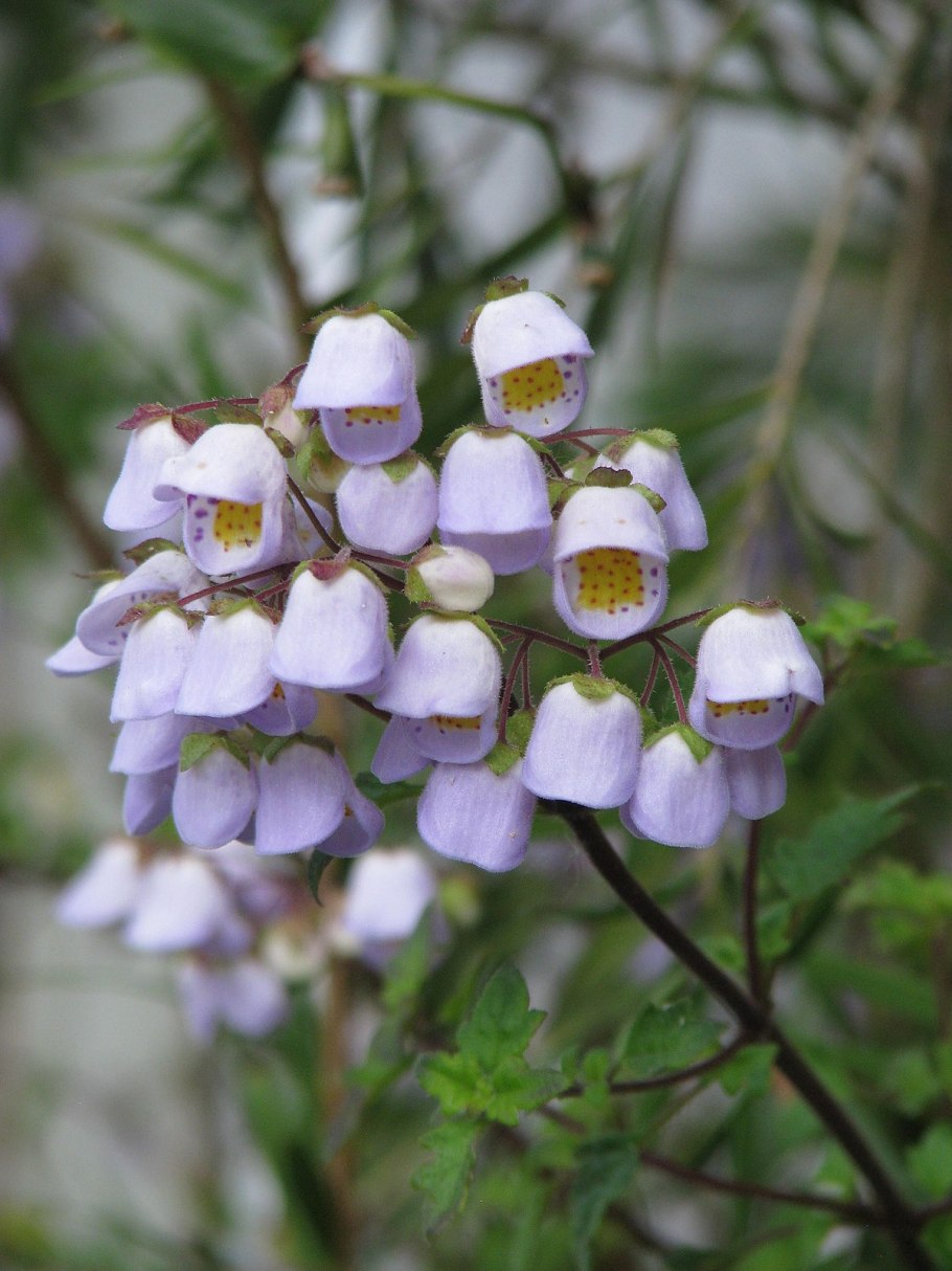 Jovellana punctata