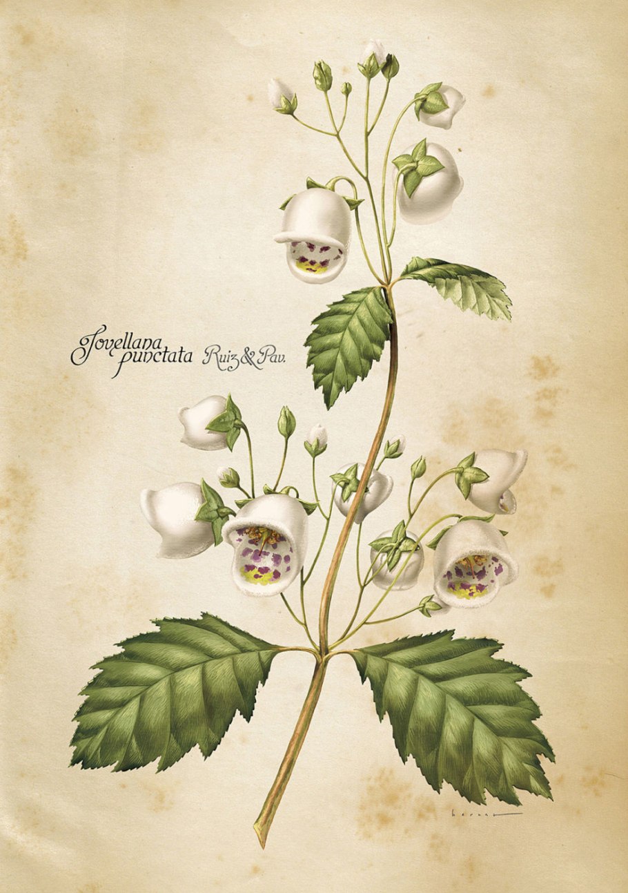 Карбюратор leader pz19jb