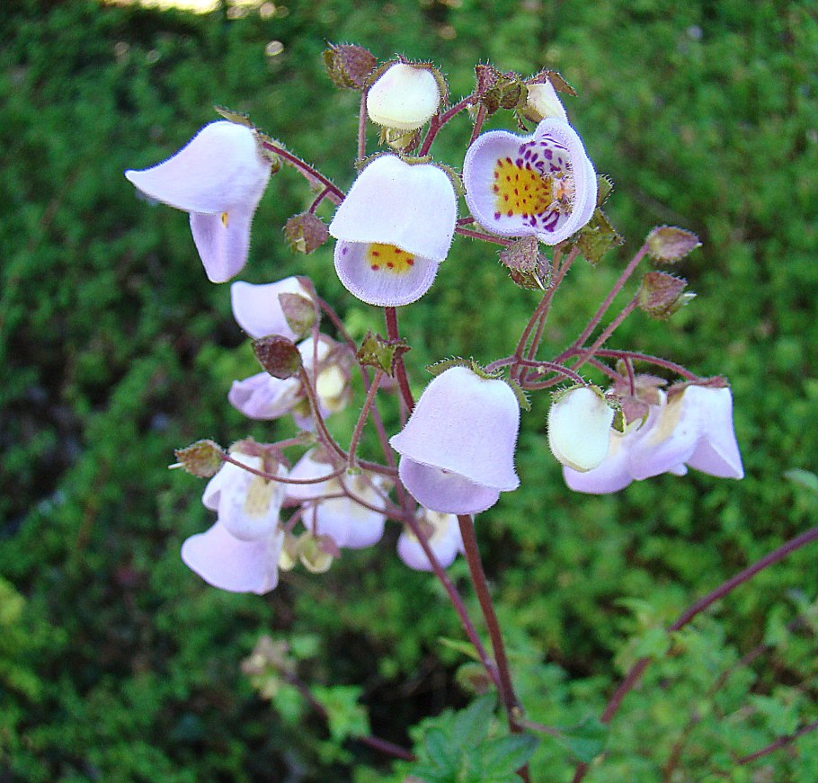 Jovellana punctata