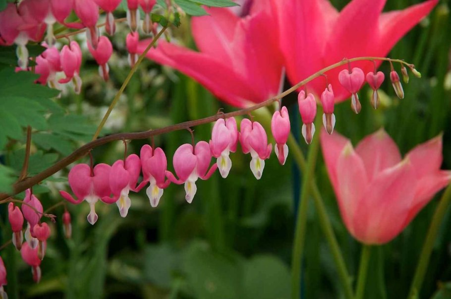 Экзотические комнатные