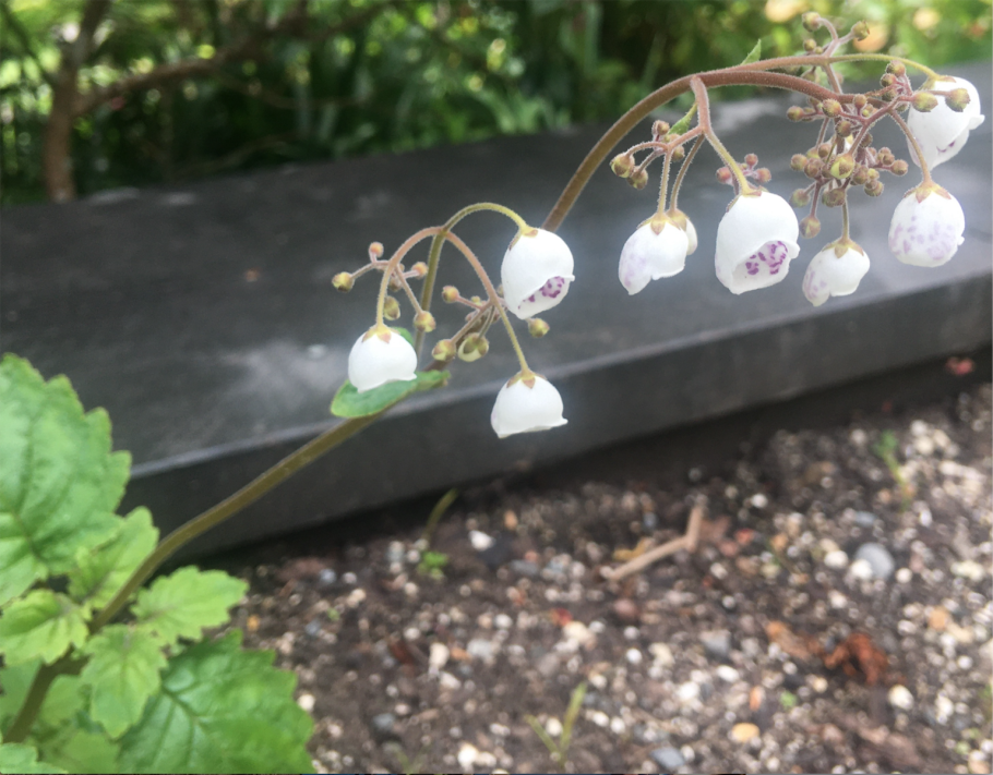 Calceolaria arachnoidea