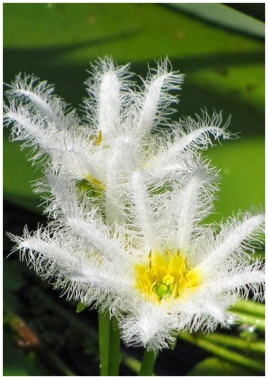 Этлингера цветок