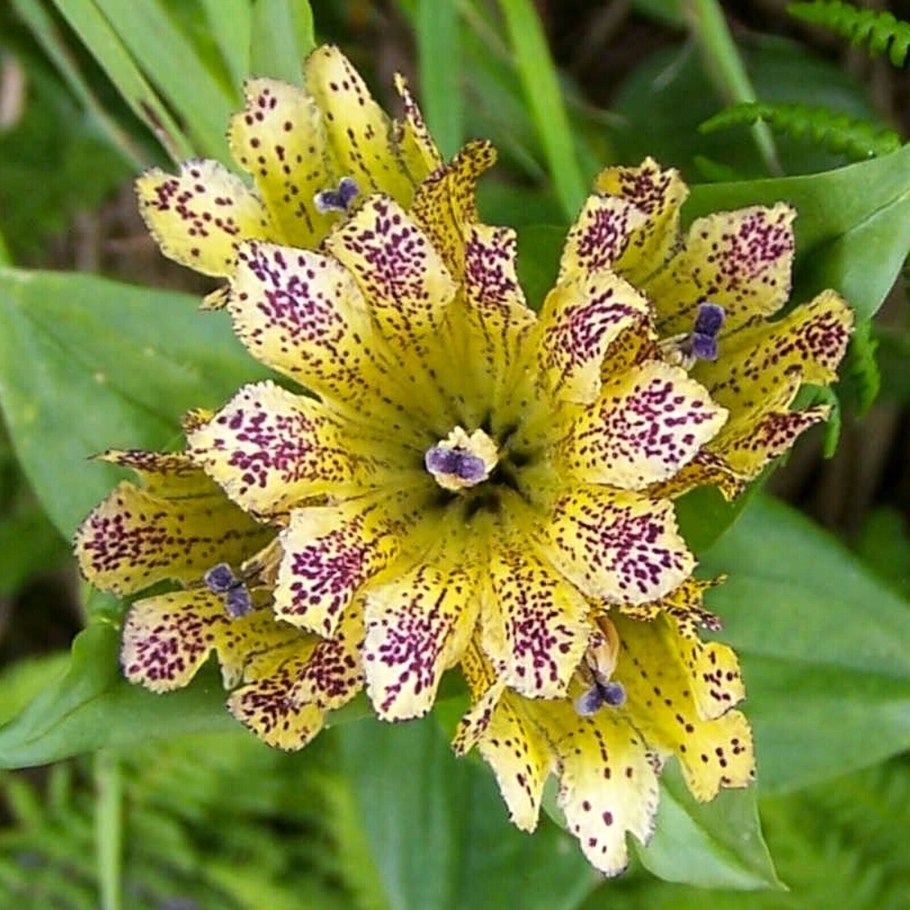 Стенокарпус синуатус. Stenocarpus_sinuatus,_anthers_sessile