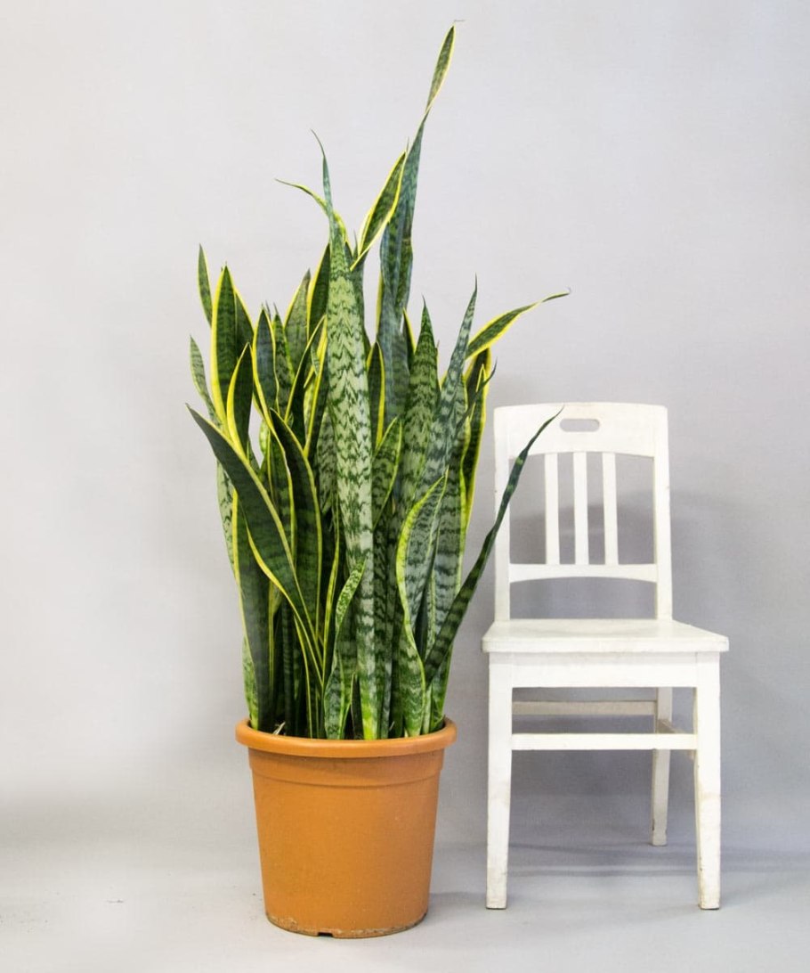 Sansevieria trifasciata