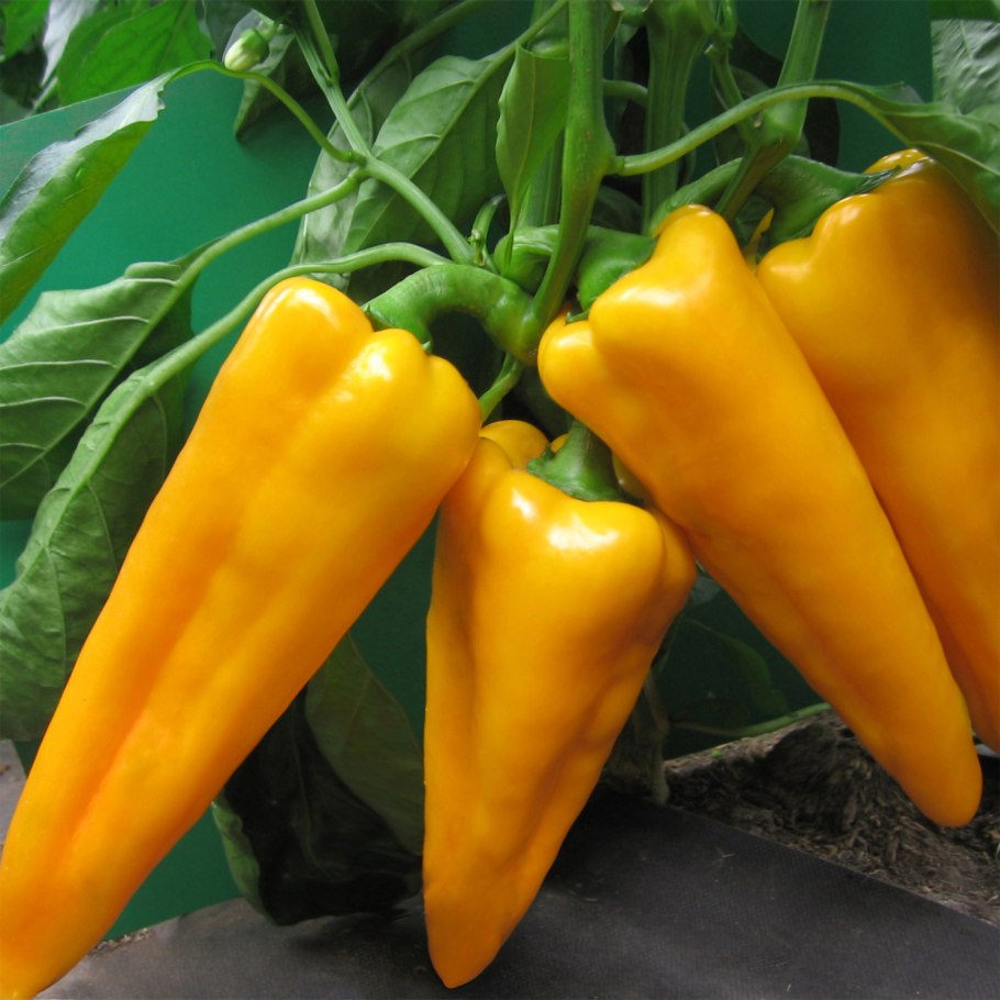 S&B перец японский Саншо ст/бут 12г