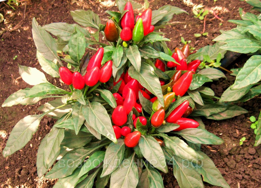 Перец красный стручки Санта Мария