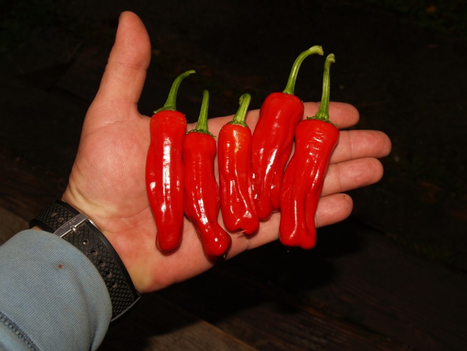 Перец Jamaican Red hot