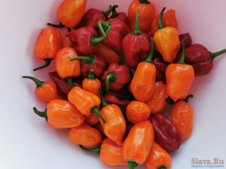 Китайский острый перец