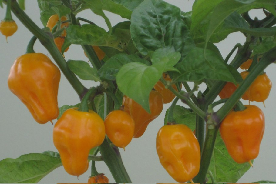 Перец болгарский паприка