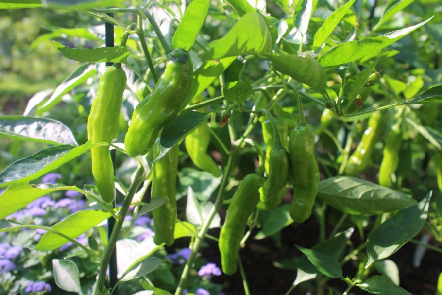 Самый Горький перец в мире