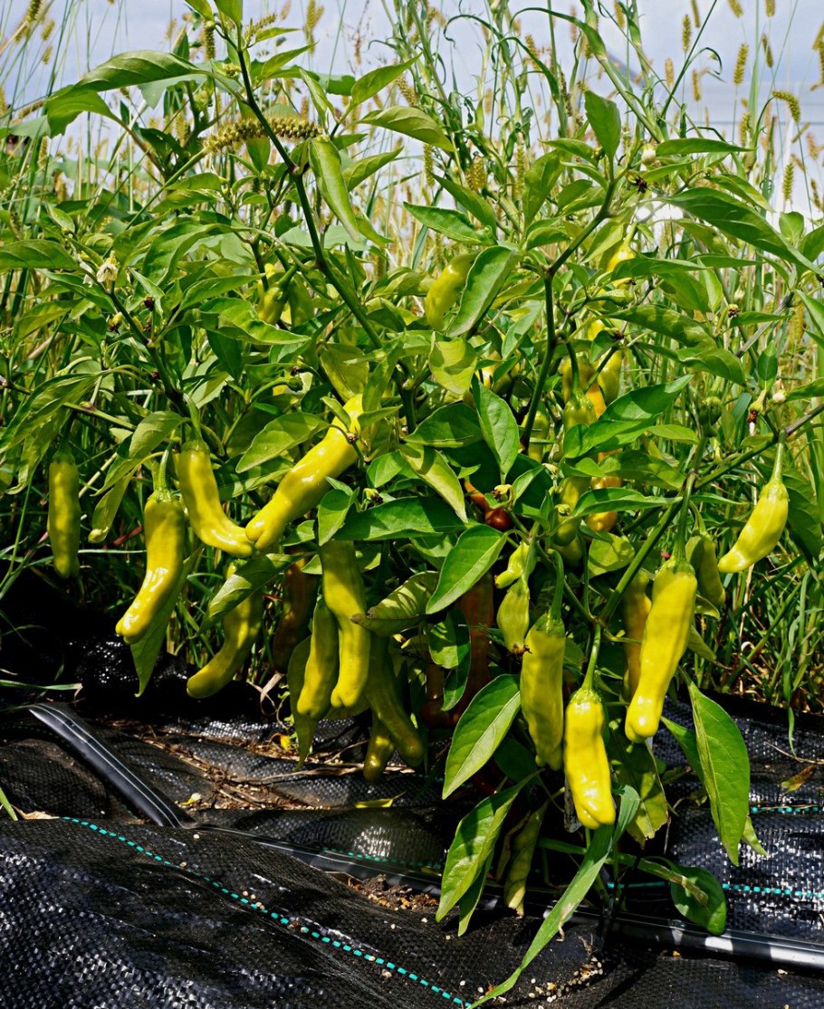 Самый дорогой острый перец в мире