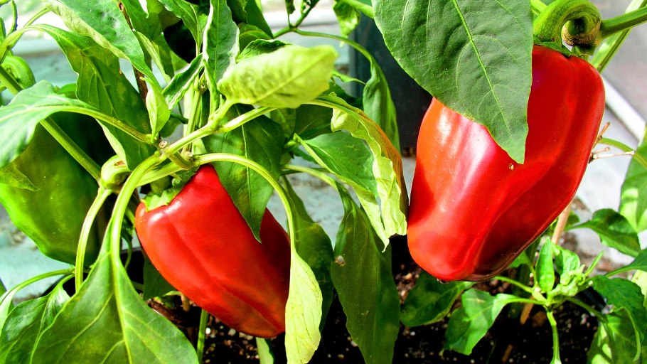 Японский зелёный перец