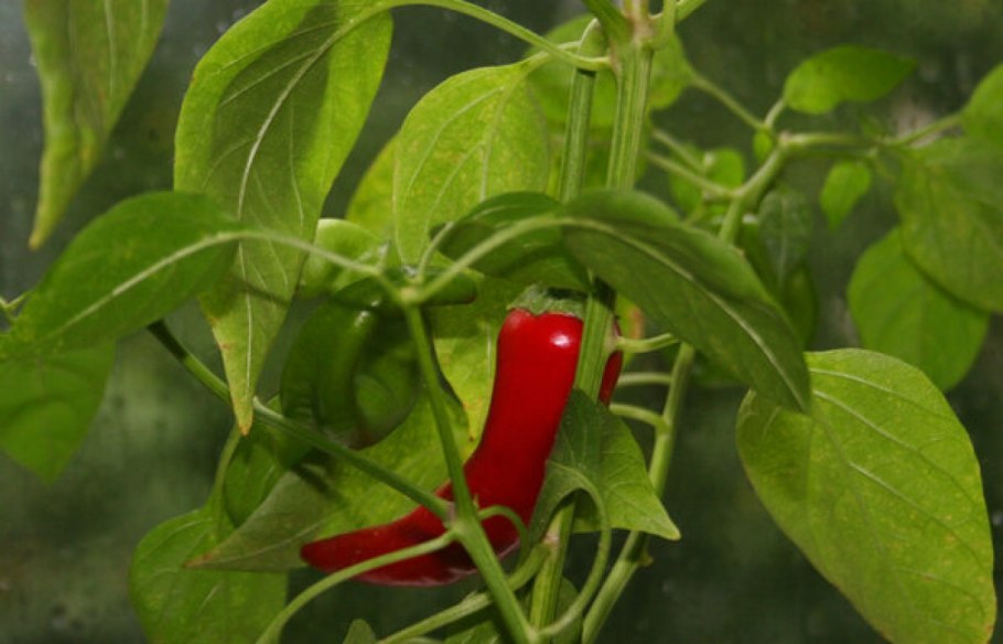 Зантоксилум Бунге