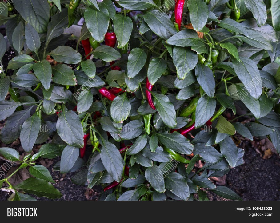 Японский перец фото