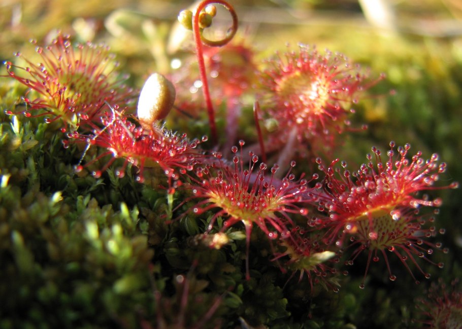 Росянка длиннолистная