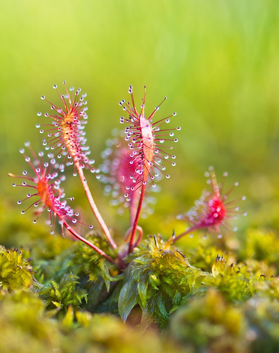 Россиянка круголистная