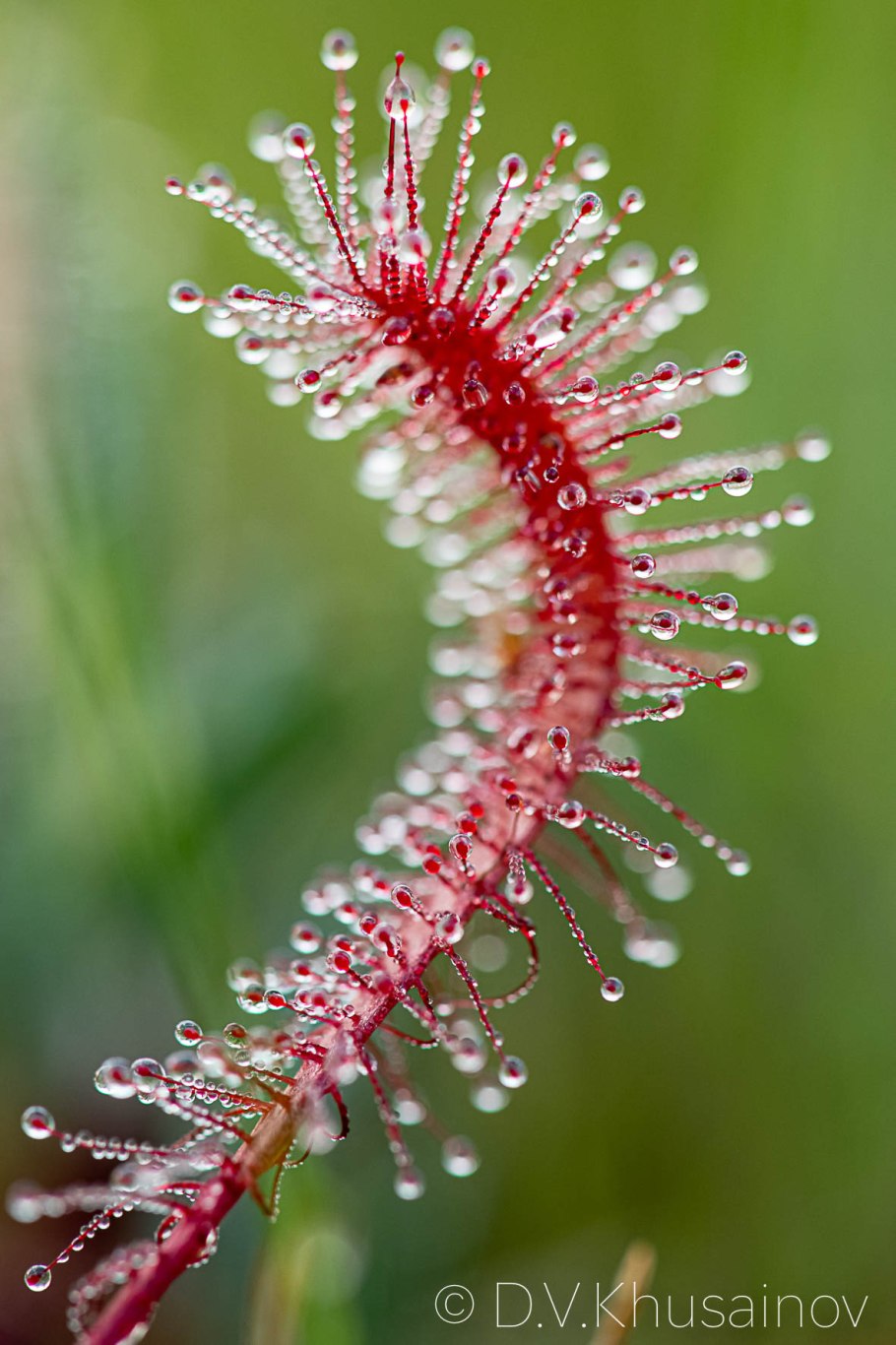 Росянка английская (Drosera Anglica)