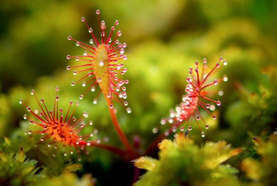 Росянка непентес