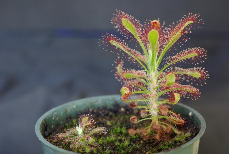 Росянка Болотная