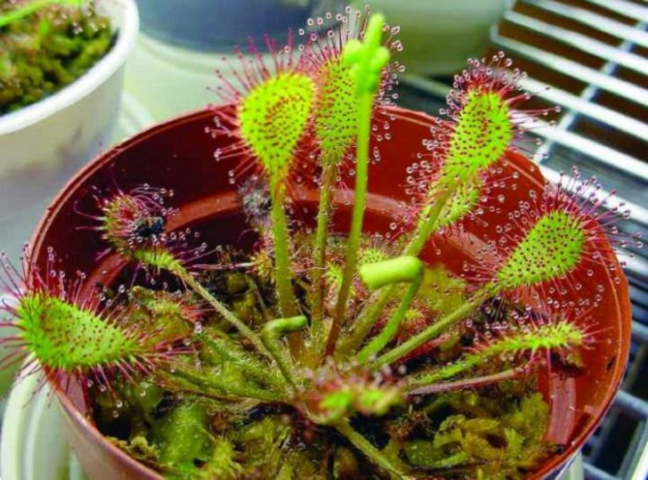 Багульник росянка