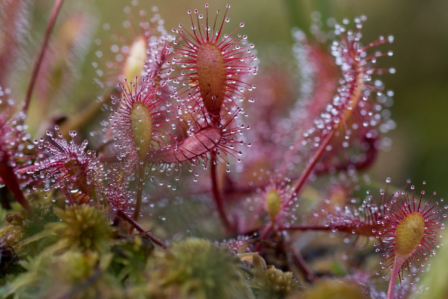 Росянка (drosera)