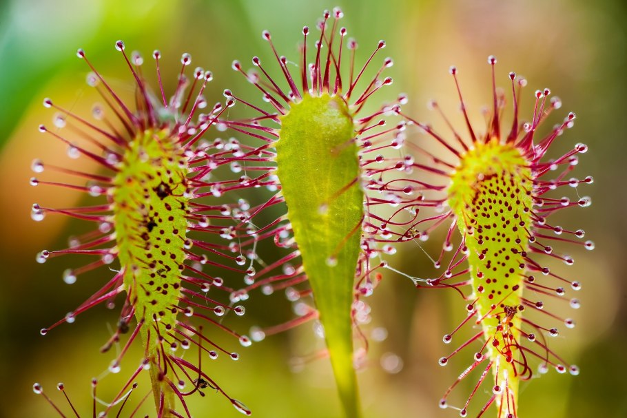 Росянка (Drosera)