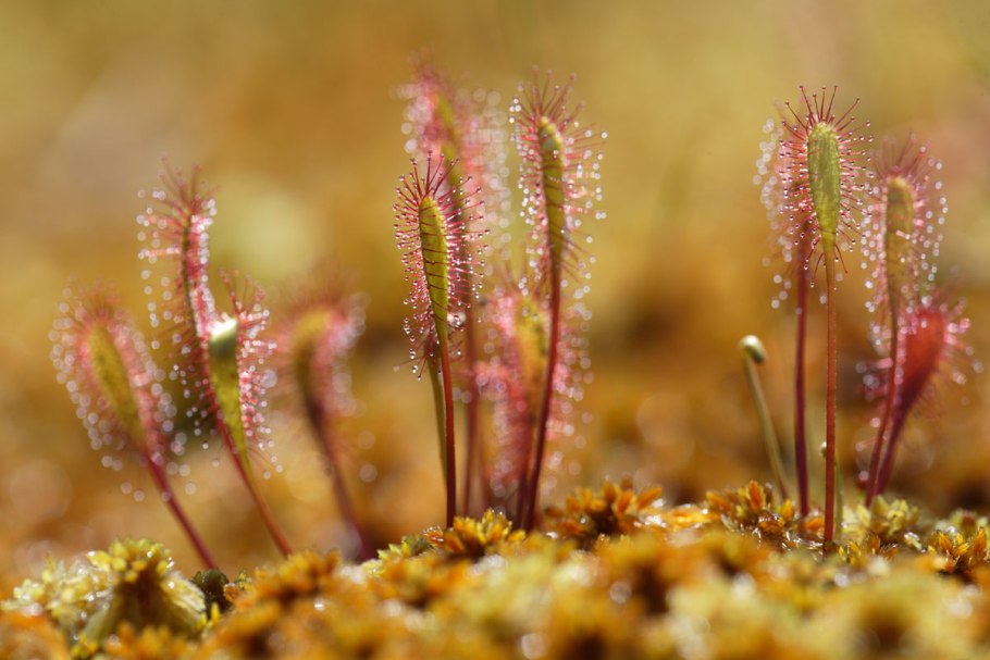 Росянка Мадагаскарская