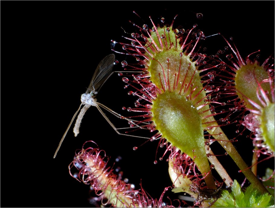 Росянка питание