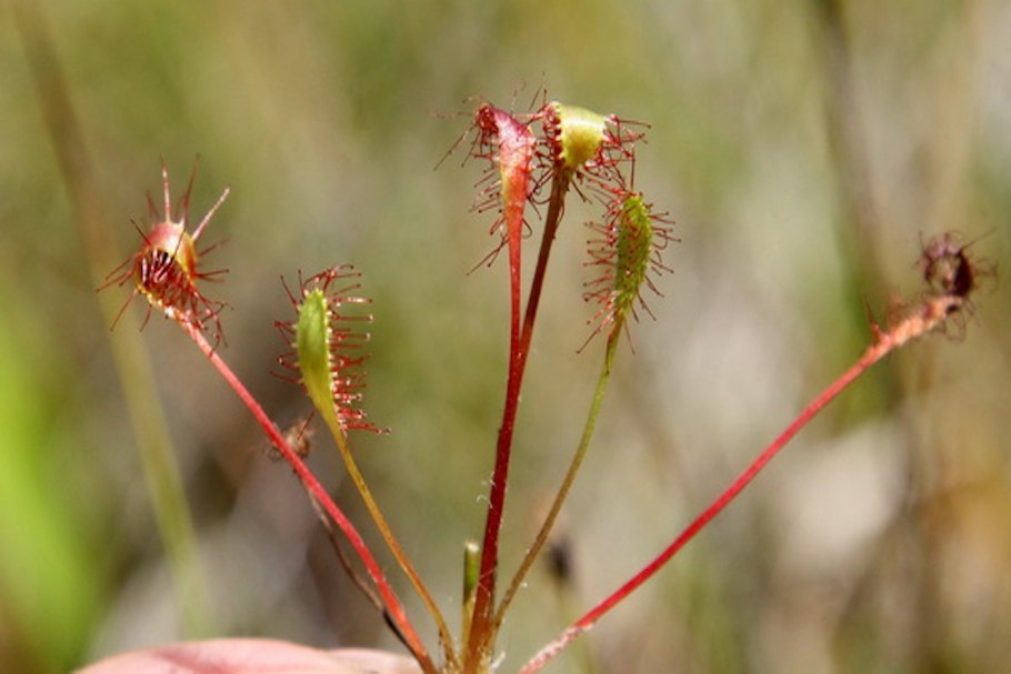 Росянка длиннолистная