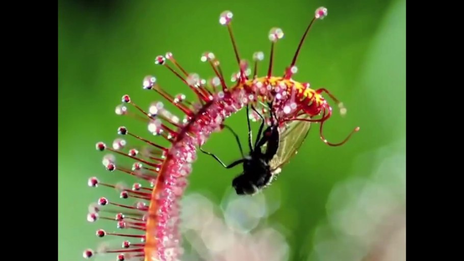 Плоды росянки