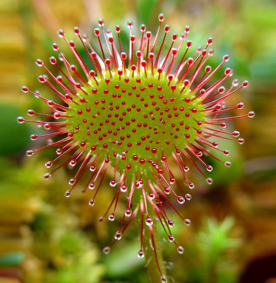 Венерина мухоловка корень