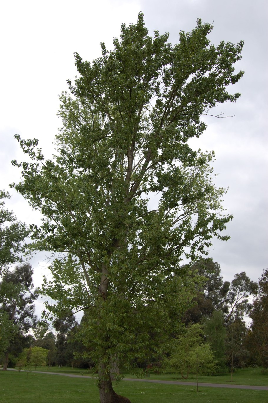 Populus trichocarpa Тополь