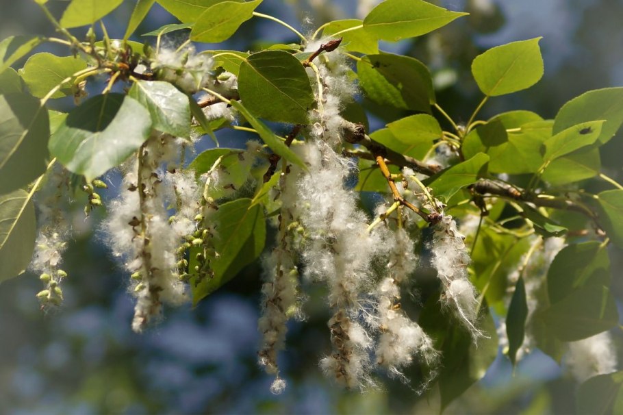 Тополь бальзамический крона