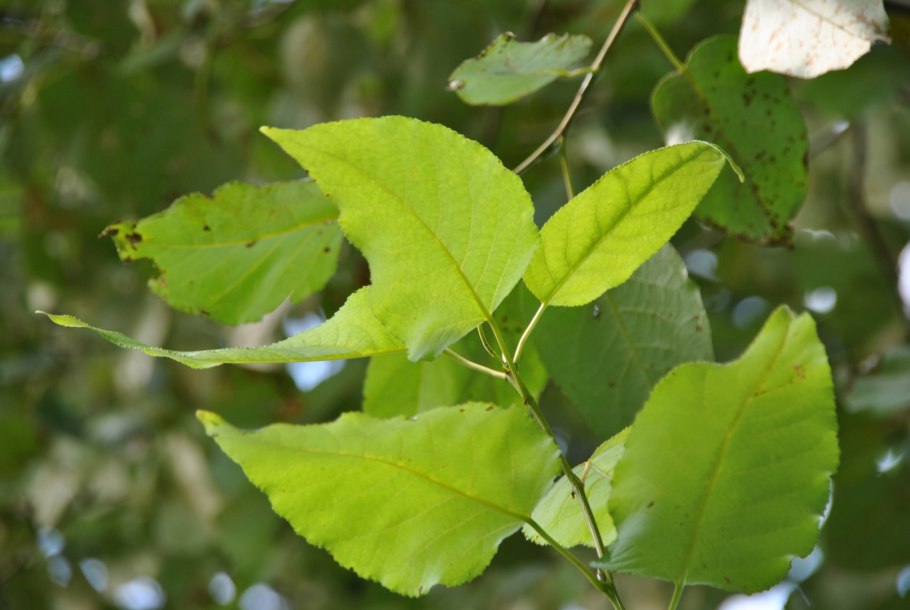 Populus trichocarpa