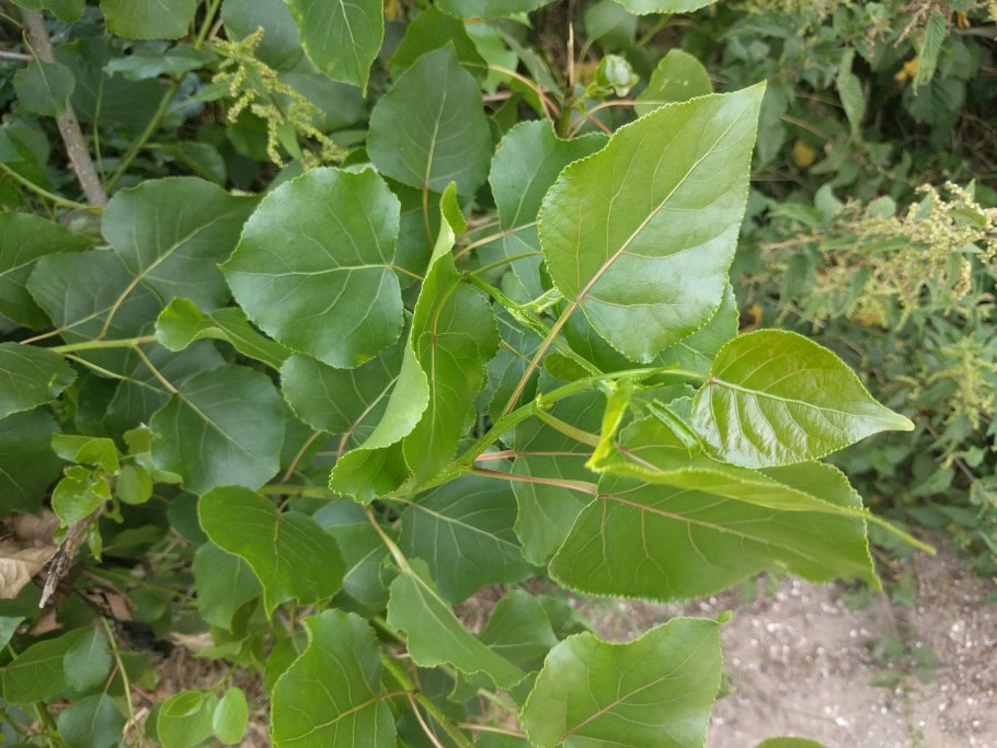 Populus deltoides Marsh