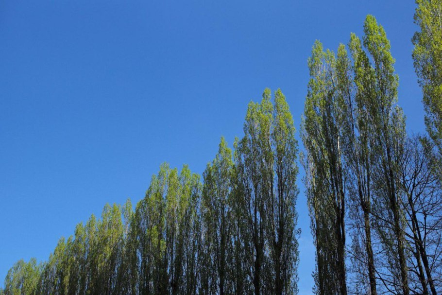 Тополь дельтовидный