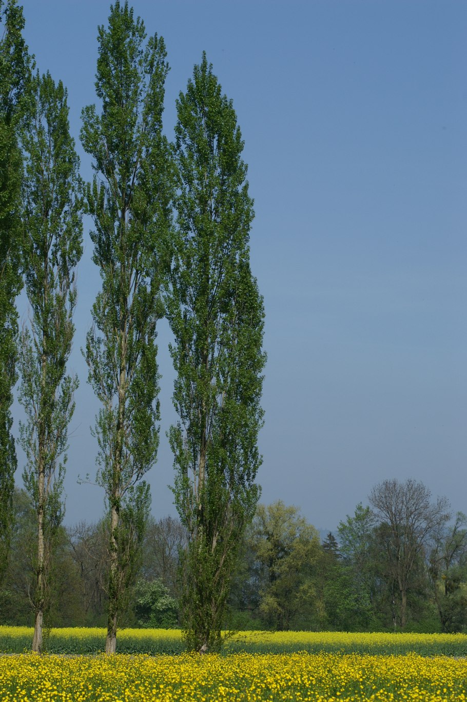 Осина канадская